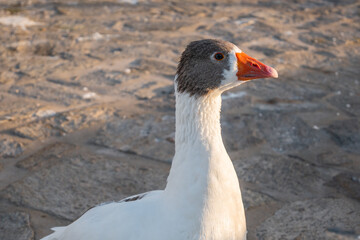 A geese with red beack on the street in Naoussa on Paros island, Greece