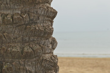 palmera y mar