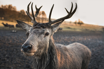 Portrait of a young red deer (Cervus elaphus) in a deer-park at sunset. Wildlife and nature in the city. 
