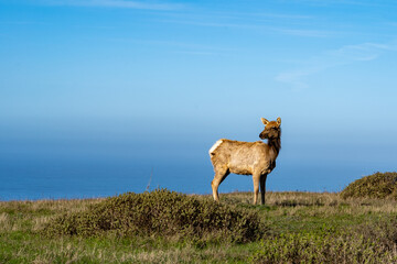 Female elk by the ocean at Point Reyes National Seashore Tule Elk Preserve