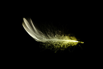 Feather concept. Multicoloured pastel angel feather closeup texture isolated on black background in macro photography, soft focus. Elegant expressive artistic image fragility of nature.