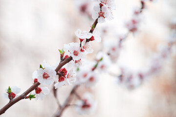 Branches of flowering fruit trees. Spring bloom in the garden