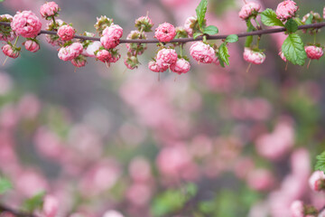 Naklejka na ściany i meble Flowering almond. Branch with pink flowers. Springtime
