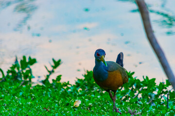 ipecaá o rascón cuello rojo (Aramides ypecaha)