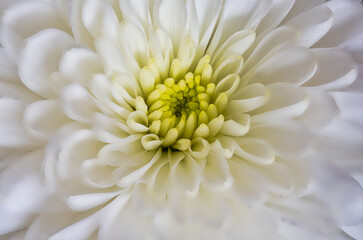 chrysanthemum flower with softened edges