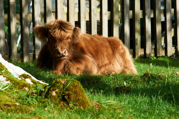 long chair yak, greenery, sunny day