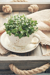 Fresh organic microgreens in a white ceramic cup. Healthy and vegan food