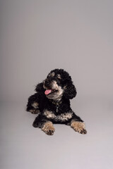 Poodle Phantom. An unusual little black dog. Dog is man's friend.