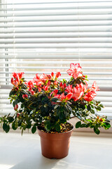Fototapeta na wymiar Blooming pink azalea in flower pot on windowsill