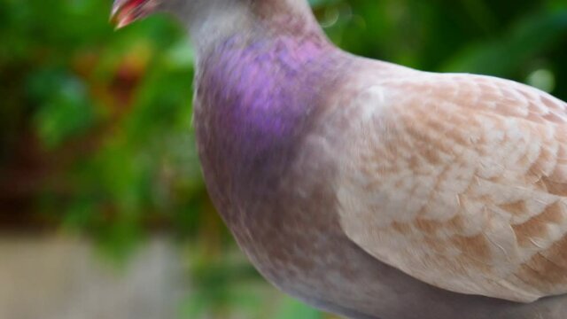 Pigeon eating grain , close up