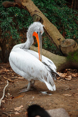 Curly pelican. A big and beautiful bird.