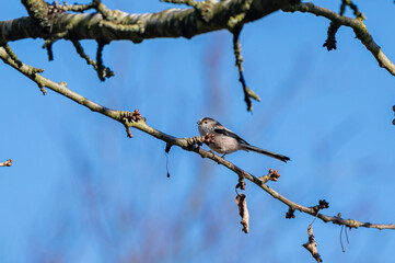 Springtime tree buds and long tailed tit, Aegithalos caudatus