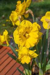 Close up on yellow daffodil narcissus flower in the sun. Macro photo. White blurred background.