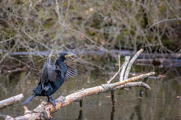 A great black cormorant sitting on a tree in a pond called Jacobiweiher next to Frankfurt, Germany at a sunny evening in winter.