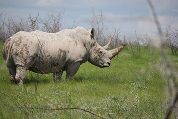 Fototapeta premium Rhinoceros in the field in a national conservation park in Africa, Namibia.