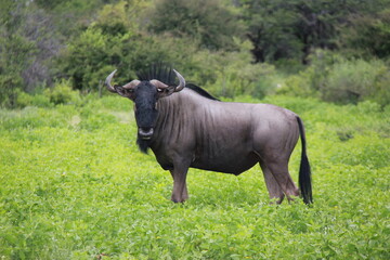 A wildebeest in a conservation park in Africa, Namibia.