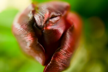 Piękne, świeże tulipany zerwane z ogrodu.