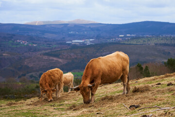 Fototapeta na wymiar vacas marrones pastando en la montaña libres con paisaje de fondo 