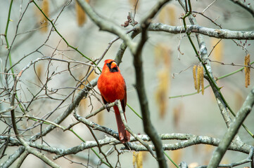 Cardinal 