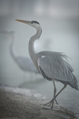 great blue heron