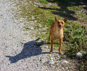 Small mongrel dog on the edge of a white road. Dark yellow colored dog outdoors. A came that growls.
