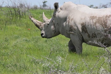 Naklejka premium white rhino in the grass