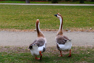 Höckergänse im Park