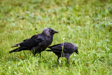 Selective focus photo. Western jackdaw bird. Coloeus monedula.