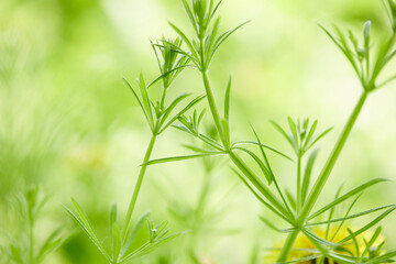 spring park with different plants and trees
