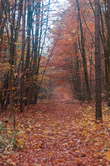 Fototapeta na wymiar autumn in the woods in October