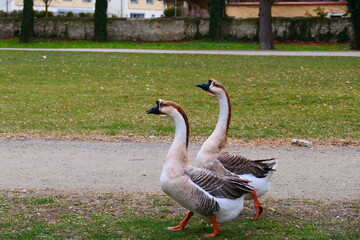 2 Höckergänse