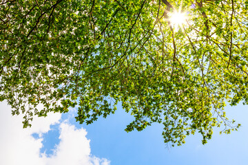 Obraz premium Spring background with green linden tree and sun rays.