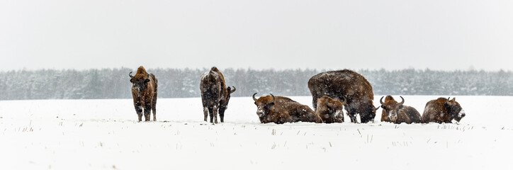 Wild European bisons on the field, snow covered, landscape panorama - 420311397