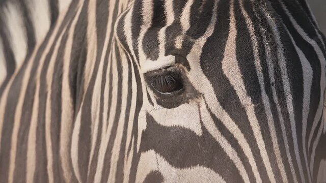 zebra in der trockenzeit: zwei szenen, kopf sch&uuml;tteln, kopf &uuml;ber staubigem boden