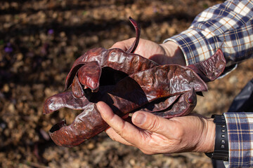 Fototapeta premium Hands of an elderly man holding carob fruits (Ceratonia siliqua). Brown background out of focus.