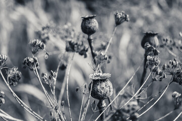 Ripe dry poppy heads in the field among dill.