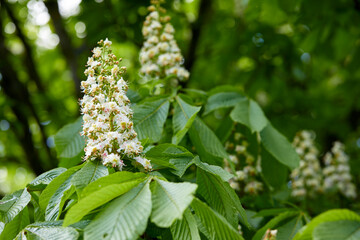 spring park with different plants and trees