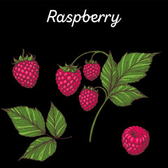 Raspberry hand drawn vector illustration. Colorful Raspberries . Vector illustration.