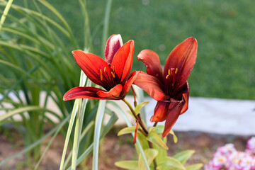 Day Red Lily With Pollen Grains In Summer Garden.