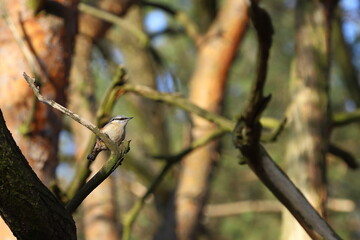 little bird in the forest with branches, nuthatch