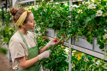Young female worker of large contemporary vertical farm taking measures of fresh ripe strawberries