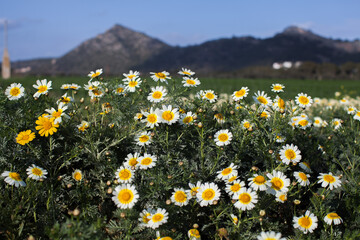 Spring landscape of Mediterranean countryside in Mallorca of daisies and almond trees