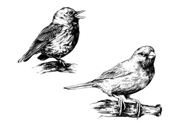 Fototapeta Ptaki, rysunek czarno-biały obraz