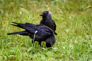 Selective focus photo. Western jackdaw bird. Coloeus monedula.