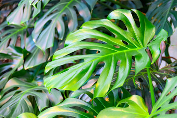 Dense thickets of monstera creepers growing on the wall.