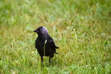 Selective focus photo. Western jackdaw bird. Coloeus monedula.