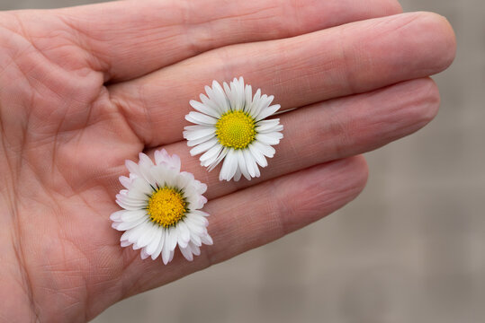 Close up of an elderly woman's hand outstretched and holding two fresh daisies