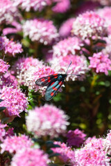 Six-spot burnet, Zygaena filipendulae, dark blue moth with red spots