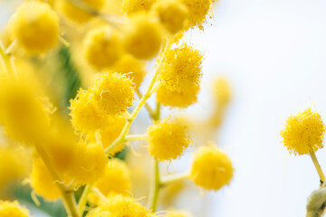 Fresh mimosa flower branches close up. Spring floral abstract background. Selective focus	
