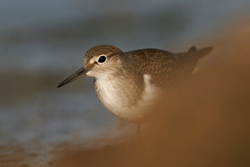 Common sandpiper (Actitis hypoleucos)